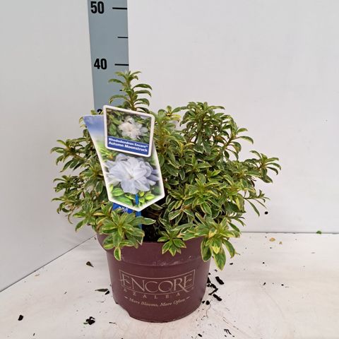 Rhododendron ENCORE AUTUMN MOONSTRUCK