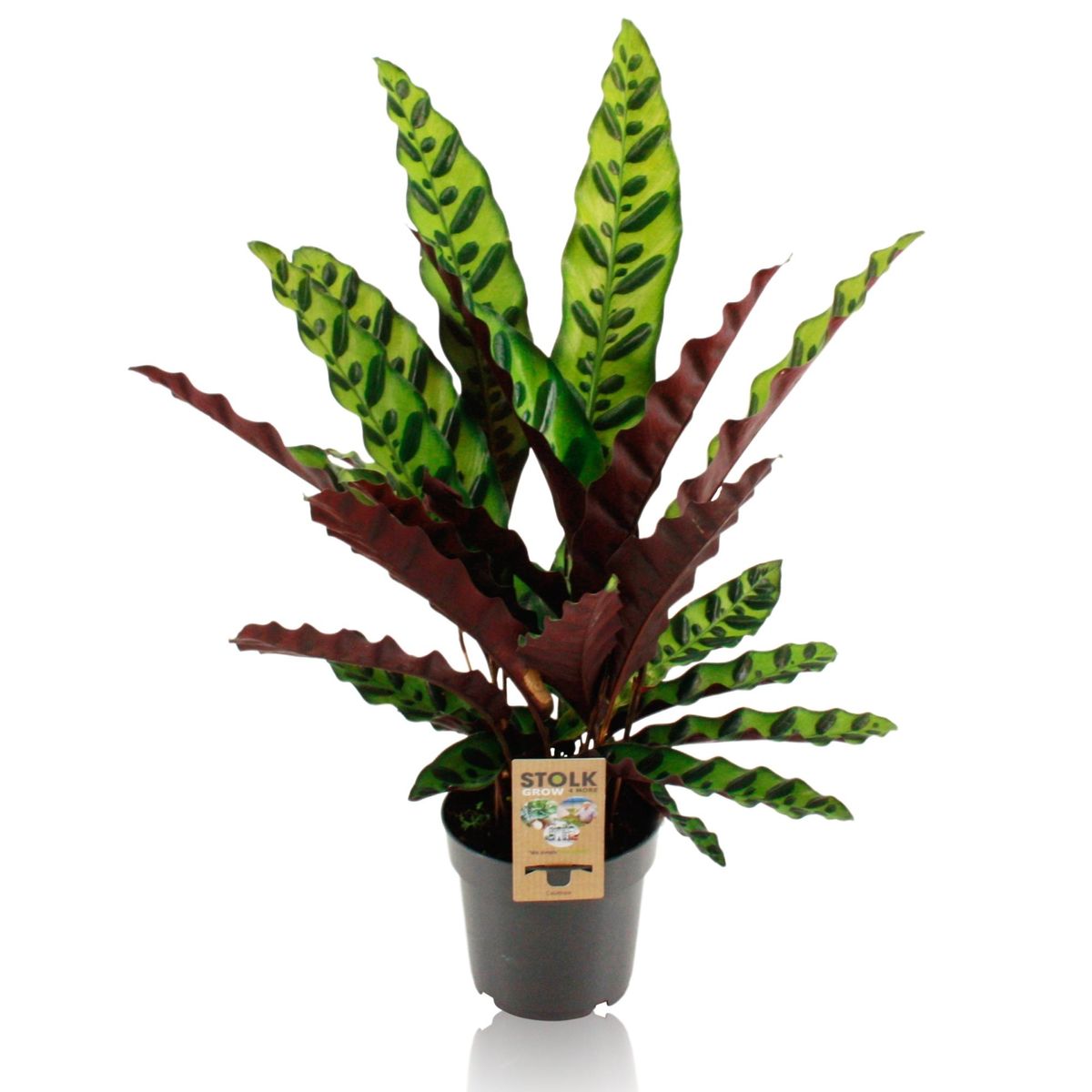 calathea-insignis-plant-wholesale-floraccess