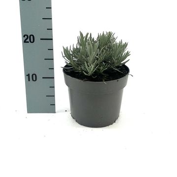 Lavandula x intermedia PHENOMENAL