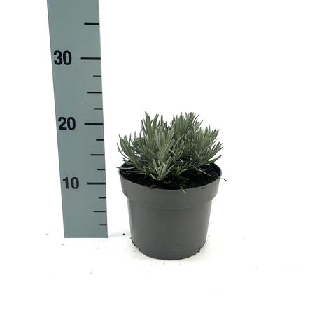 Lavandula x intermedia PHENOMENAL
