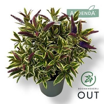 Hebe HEBEPETITA VARIA WILD BLUE