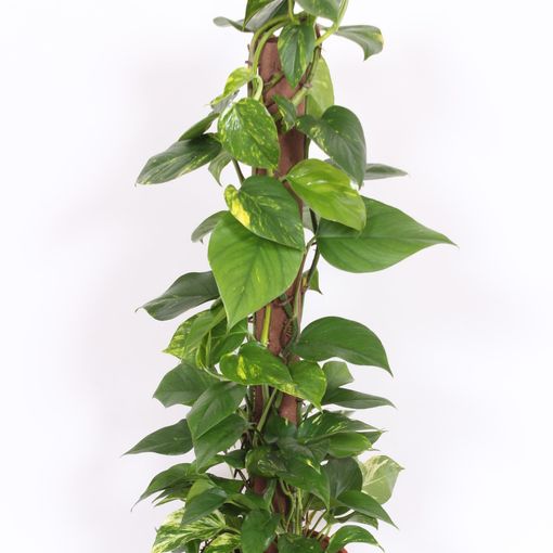 Epipremnum aureum