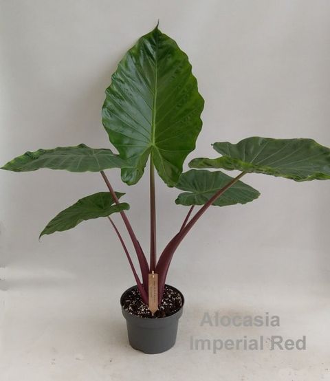 Alocasie 'Imperial Red'