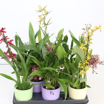 Orchid MIX