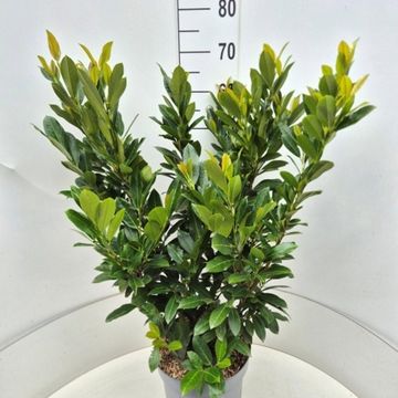 Prunus laurocerasus 'Rentan'