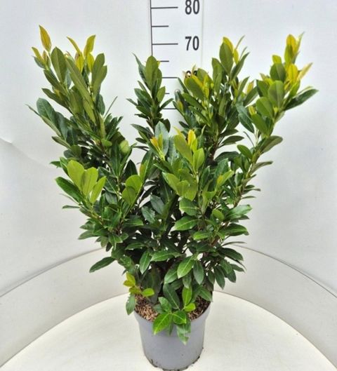 Prunus laurocerasus 'Rentan'