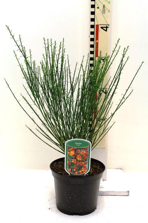 Cytisus 'Лена'