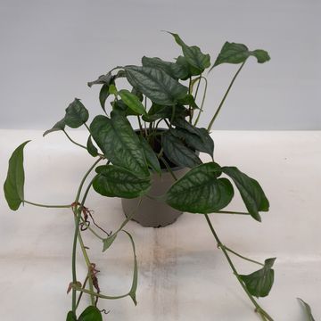 Monstera siltepecana