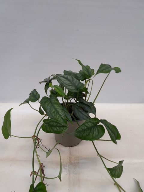 Monstera siltepecana