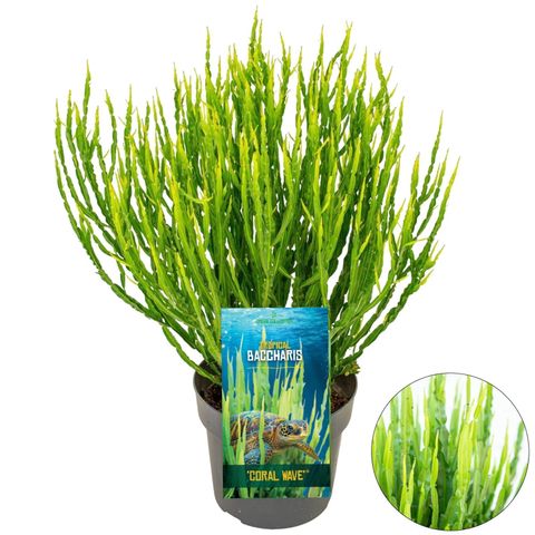 Baccharis 'Coral Wave'