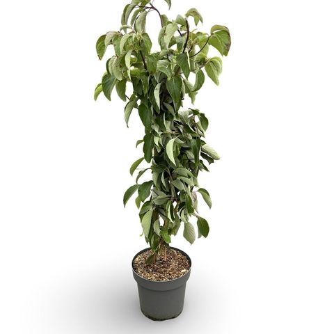 Cornus controversa 'Pagoda'