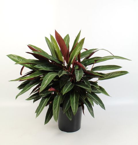 Stromanthe sanguinea