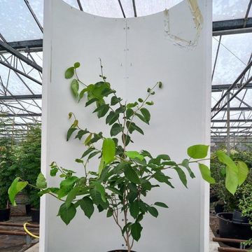 Neoshirakia japonica