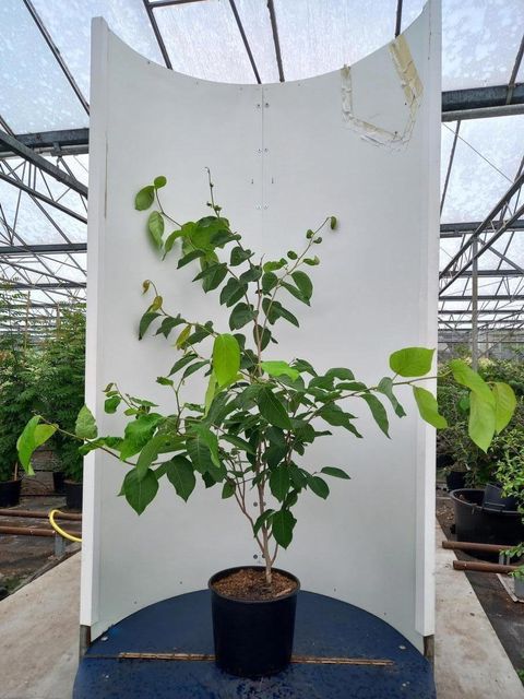 Neoshirakia japonica