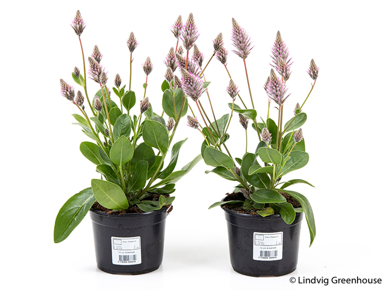 Ptilotus exaltatus 'Joey'  Plant Wholesale FlorAccess