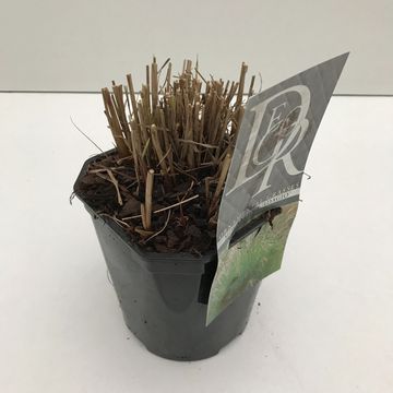 Miscanthus sinensis 'Adagio'