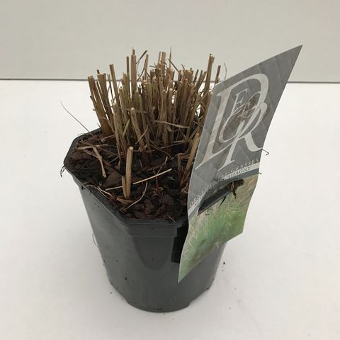 Miscanthus sinensis 'Adagio'