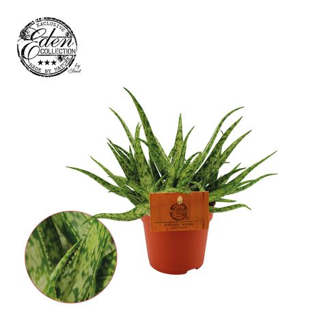 Aloe 'Spider'