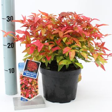 Nandina domestica BLUSH PINK