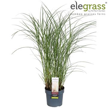 Miscanthus sinensis 'Клейни Силберспинне'