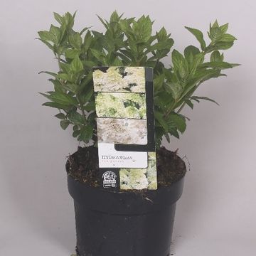 Hydrangea paniculata 'Unique'