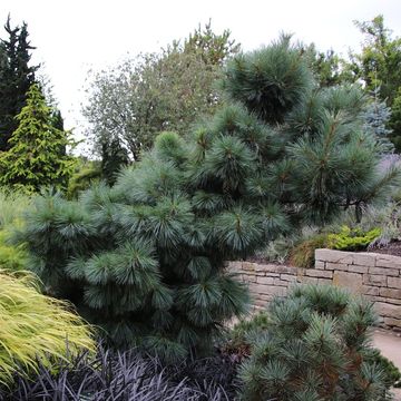 Pinus x schwerinii 'Wiethorst'