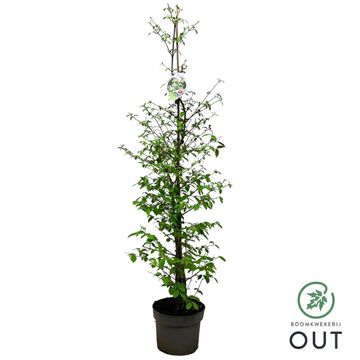 Viburnum plicatum KILIMANDJARO