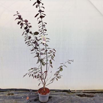 Prunus cerasifera 'Нигра'