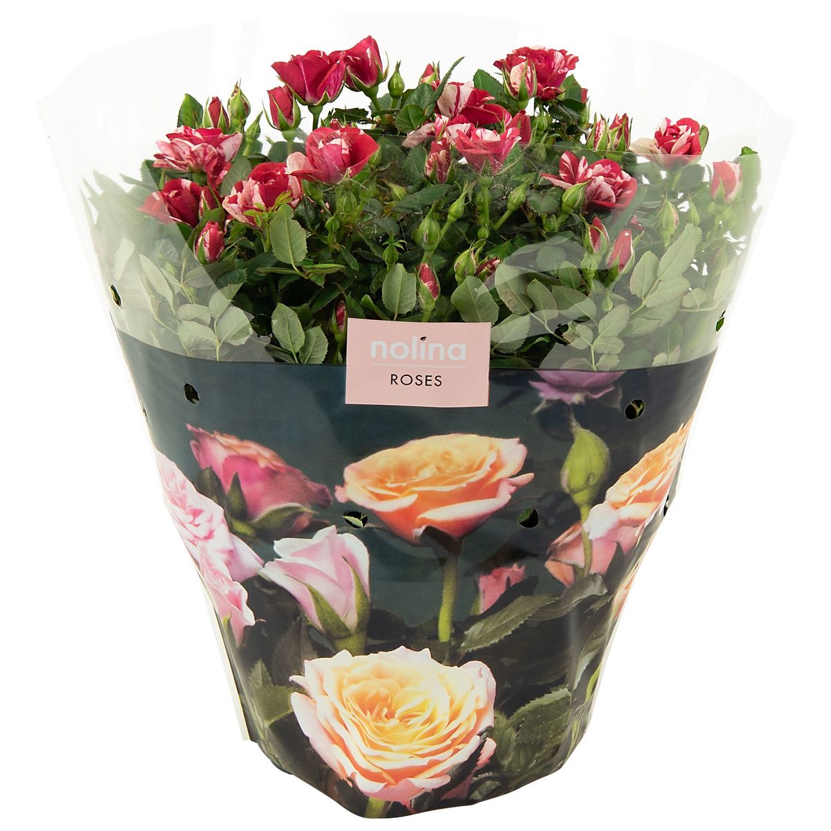 Roses Gi Rosa GIGI — Plant Wholesale FlorAccess