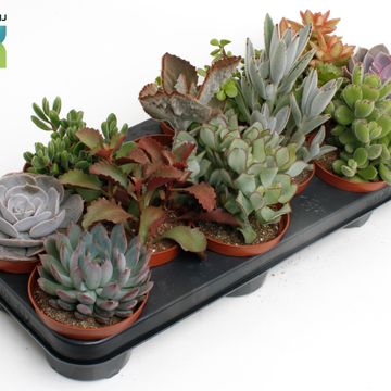 Suckulenter MIX