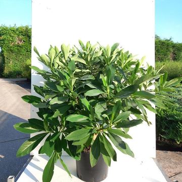 Edgeworthia chrysantha 'Grandiflora'