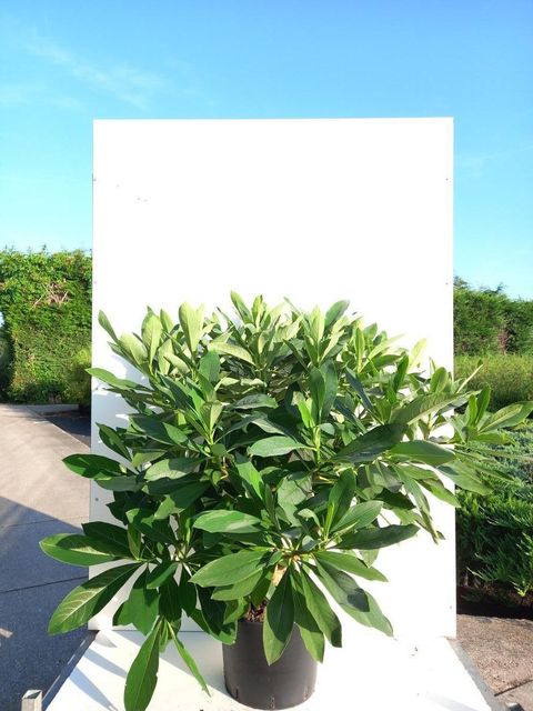 Edgeworthia chrysantha 'Grandiflora'