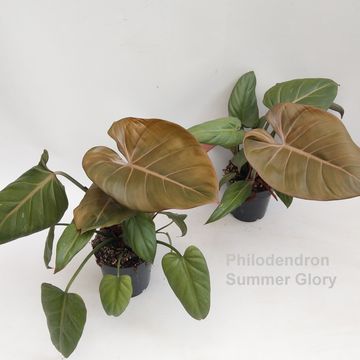 Philodendron 'Summer Glory'