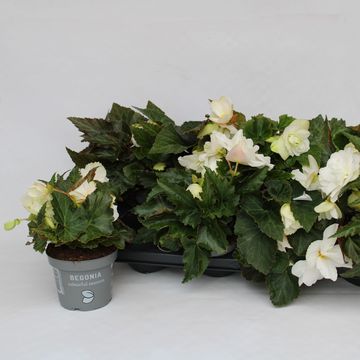 Begonia 'Illumination White'