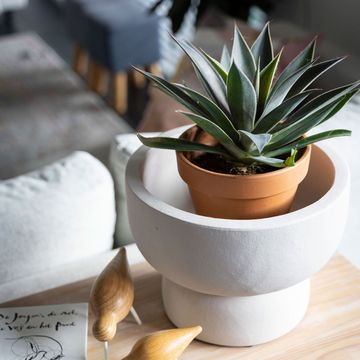 x Mangave 'Lavender Lady'