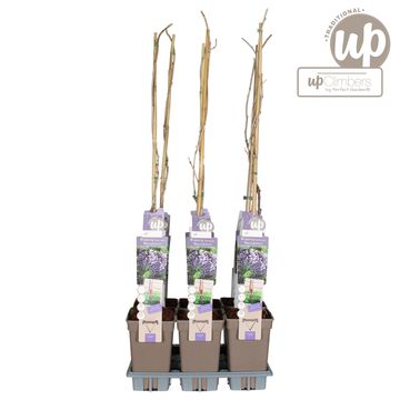 Wisteria floribunda 'Macrobotrys'