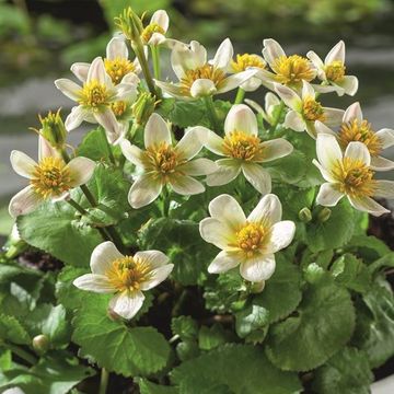 Caltha palustris alba