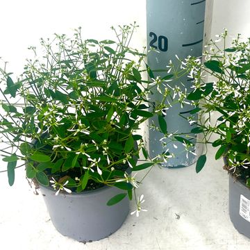 Euphorbia hypericifolia DIAMOND FROST