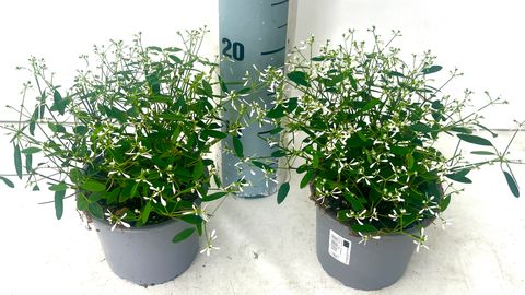 Euphorbia hypericifolia DIAMOND FROST