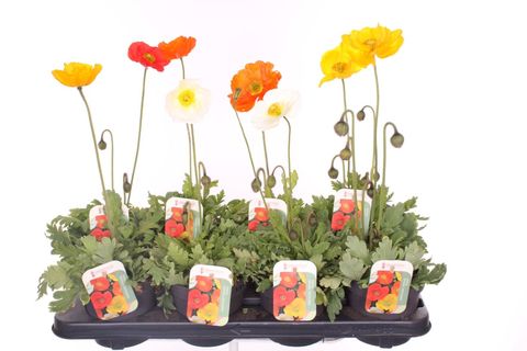 Papaver nudicaule 'Gartenzwerg'