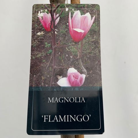 Magnolia 'Flamingo'