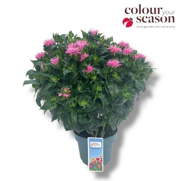 Monarda 'Pink Frosting'