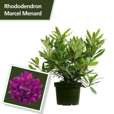 Rhododendron 'Marcel Menard'