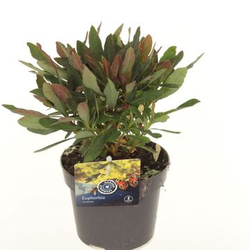 Euphorbia amygdaloides 'Purpurea'