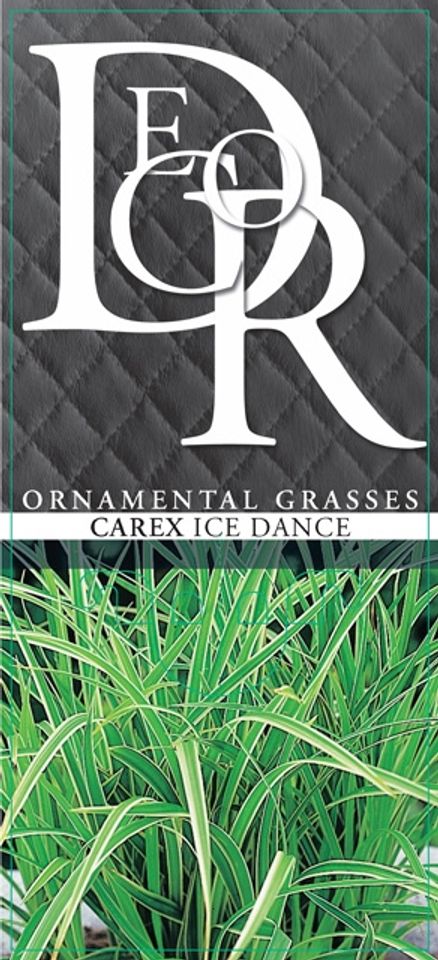 Carex morrowii 'Ice Dance'