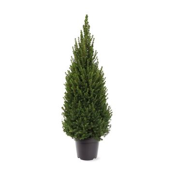 Picea glauca PERFECTA