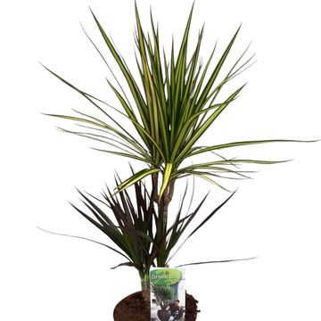 Dracaena MIX IN POT