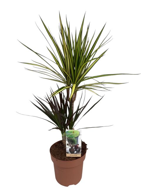 Dracaena MIX IN POT
