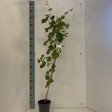 Vitis 'Vroege van der Laan'