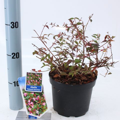 Abelia 'Edward Goucher'